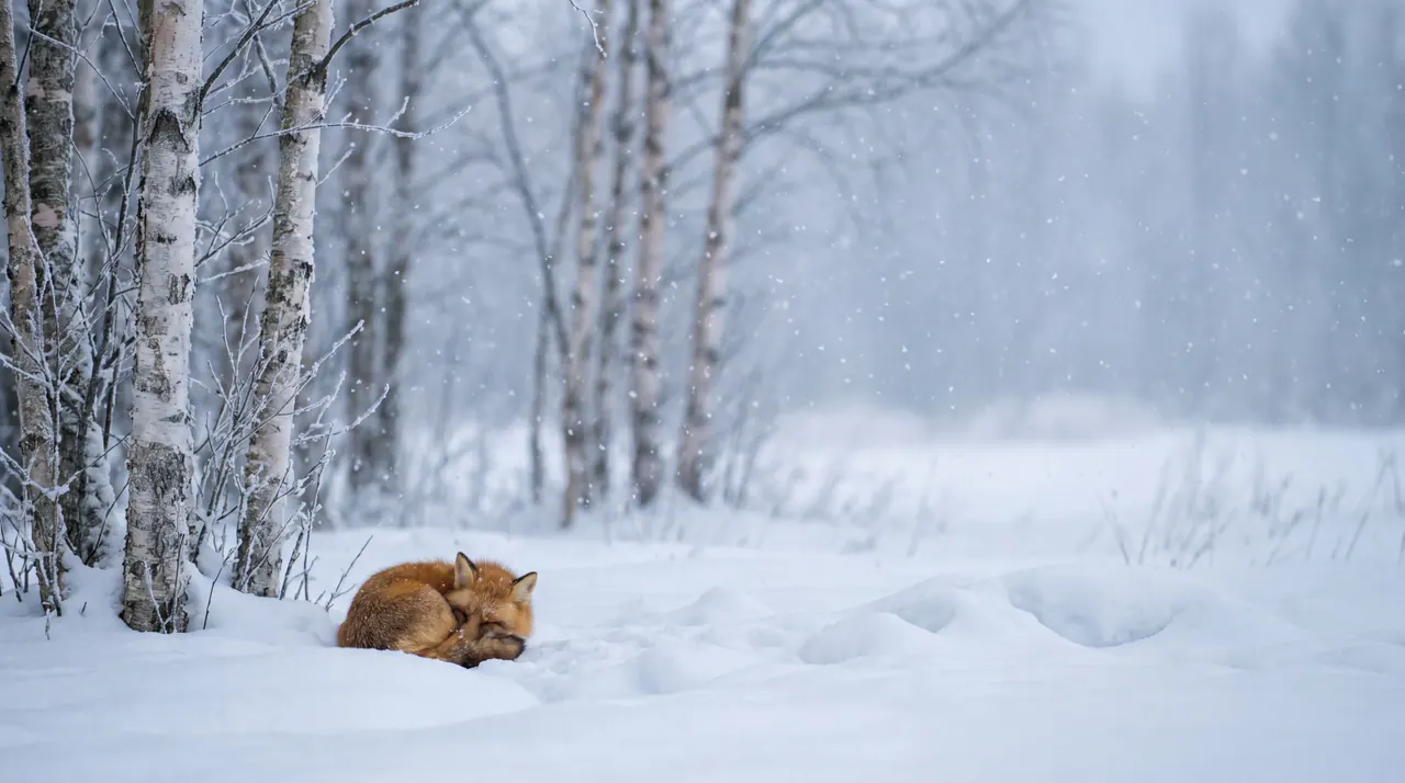A red fox curled asleep in deep snow beside white birch trunks, with snowflakes in the air and a misty forest.