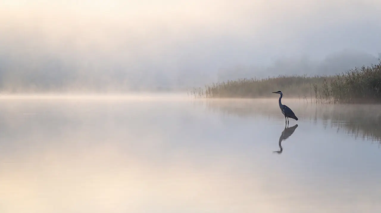 A lone heron stands in calm, misty water beside a bank of reeds, its reflection below, in soft cream light.
