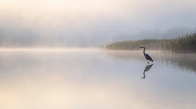 A lone heron stands in calm, misty water beside a bank of reeds, its reflection below, in soft cream light.